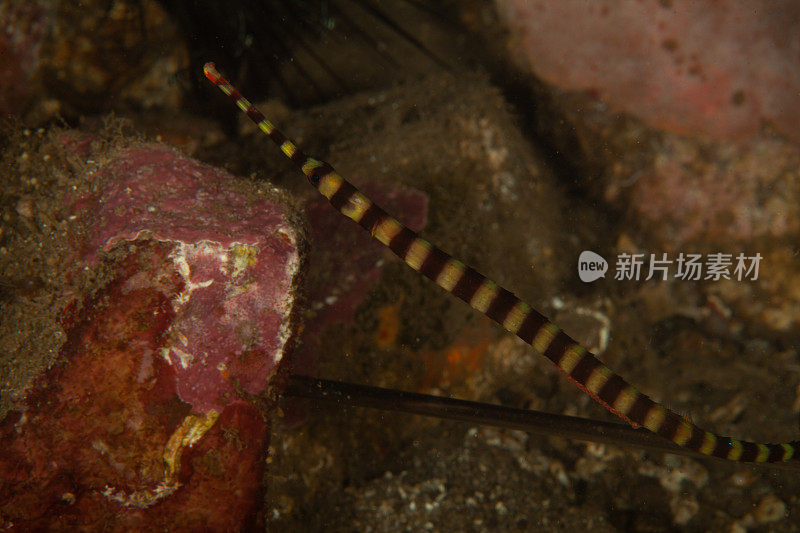 巨型马里鳗鱼(Gymnothorax javanicus)默里